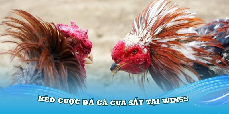 Nắm rõ về các kèo cược đá gà cựa sắt tại Win55