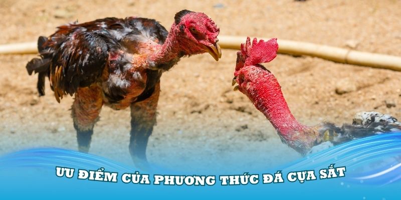 Những ưu điểm của phương thức đá cựa sắt