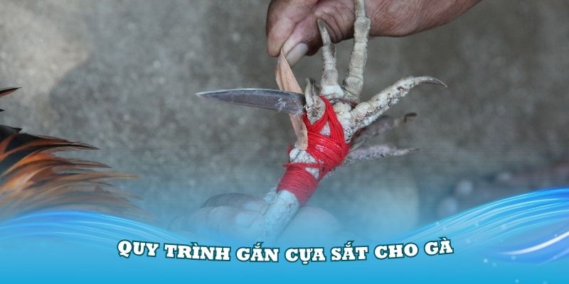 Quy trình gắn cựa sắt cho gà chiến bạn cần biết